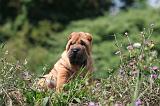 SHAR-PEI 846